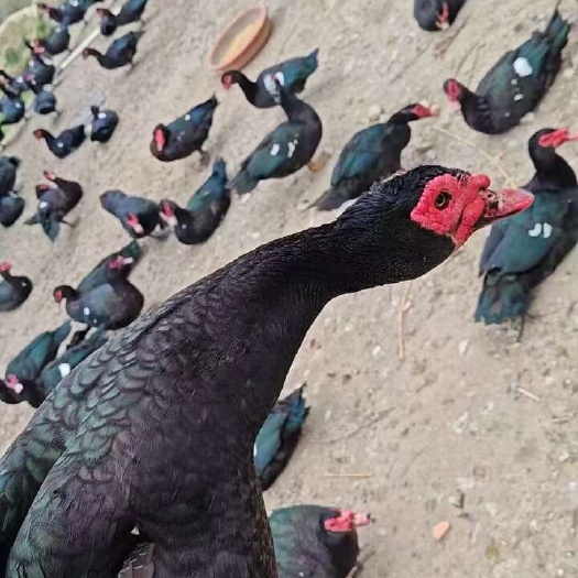 玉土老公番鸭