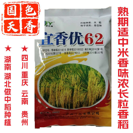 成都水稻种子抗倒抗病米饭清香优质长粒米袋装销售备案齐全浓香谷种稻