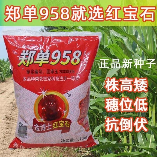 郑州郑单玉米种子  金博士郑单958玉米种产抗病抗倒伏国审