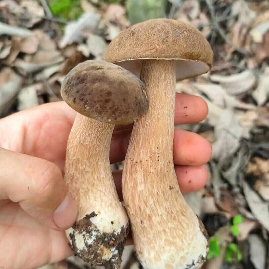 白牛肝菌