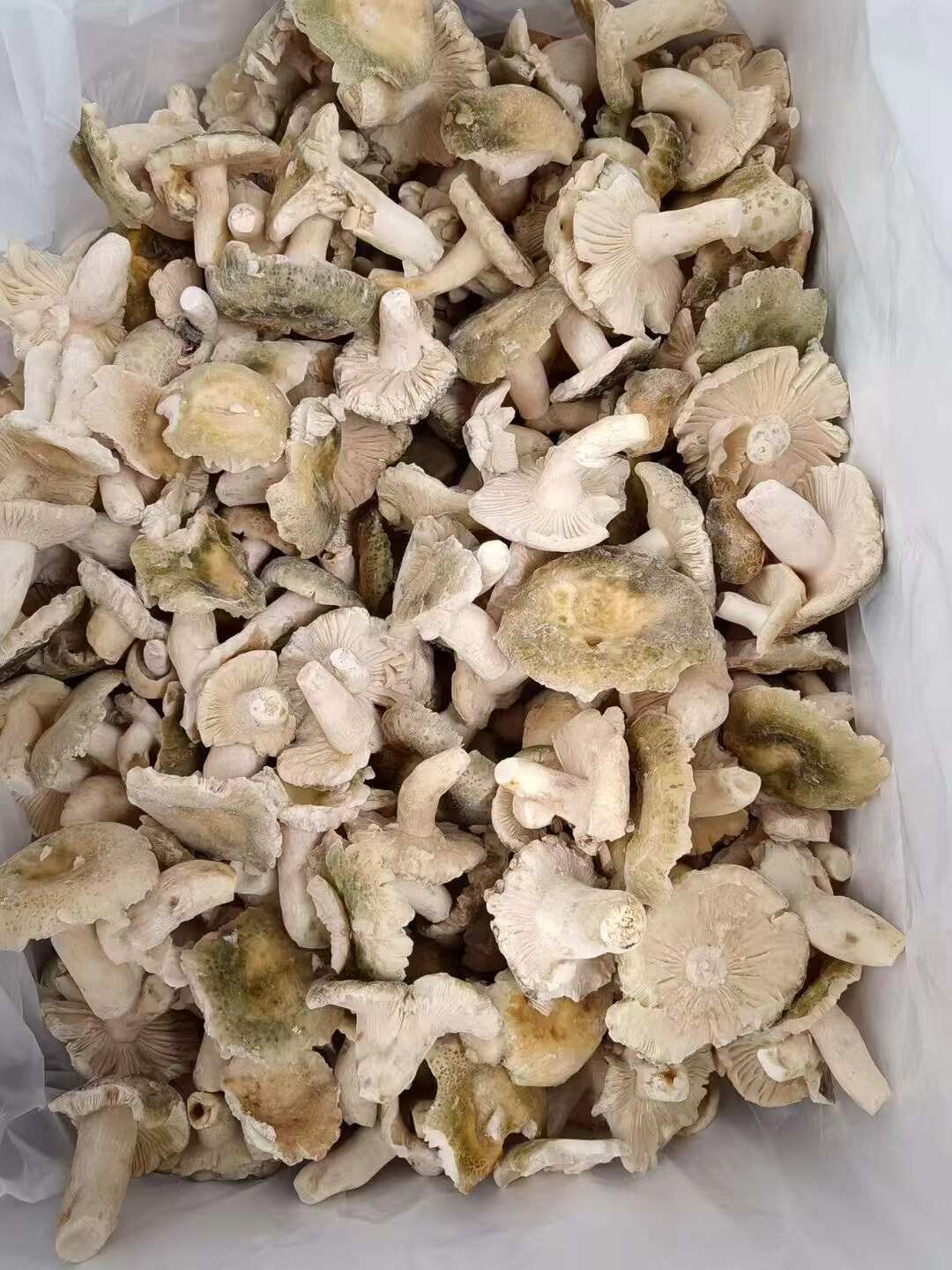 青頭菌凍品通貨骨朵，二開都有