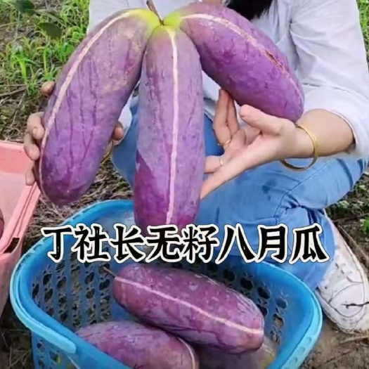 靖州县（真无籽贵）无籽八月瓜苗无籽丁社长送苗种植签约包回收合作种植