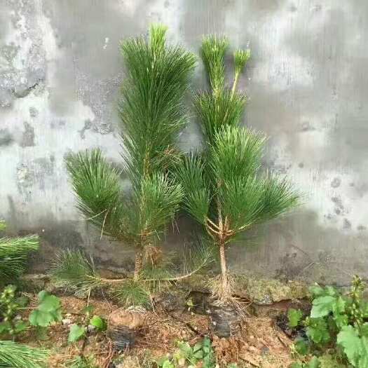 莒南县临沂莒南黑松树苗 批发优质乔木绿化苗木 现货供应 山东货源