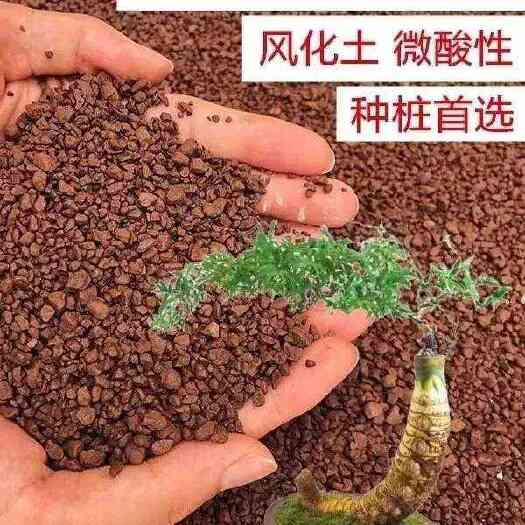 凤阳县小叶簕竹专用土酸性土壤土勒竹盆栽植物种植土红土花肥竹子营养土