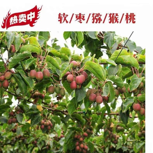 软枣猕猴桃苗树自花授粉盆栽地栽当年结果带果果树果苗南北方