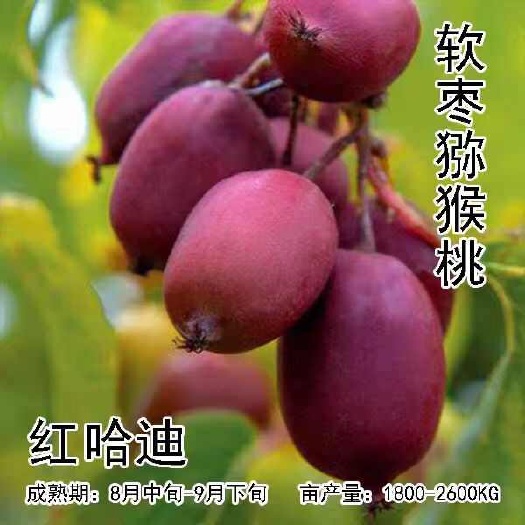 靖州县软枣猕猴桃苗树自花授粉丁社长当年结果带果果树果苗南北方