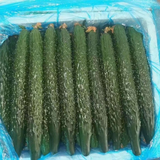 新鲜密刺黄瓜，大量供应，价格实惠，欢迎进店咨询采购！