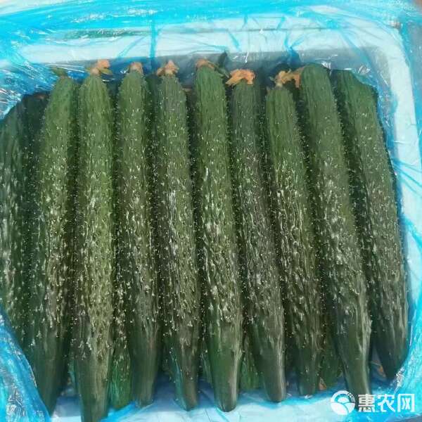 新鲜密刺黄瓜,大量供应,价格实惠,欢迎进店咨询采购!