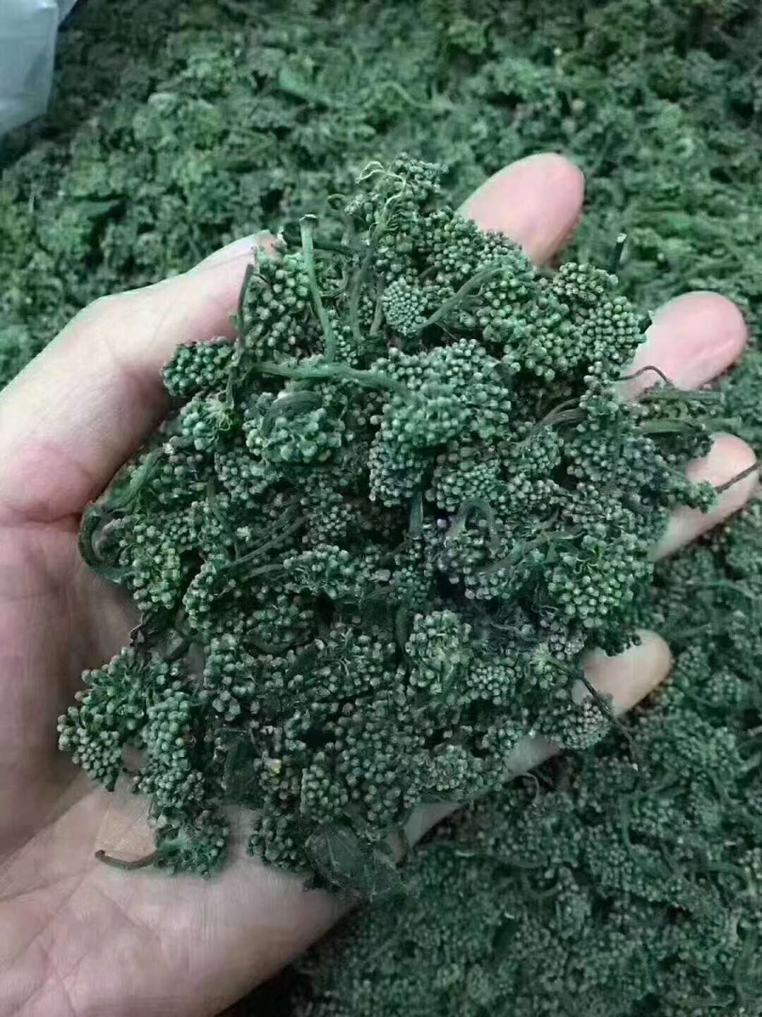 人参花，人参的花蕾，营养成分不减量！长白山人参花茶饮