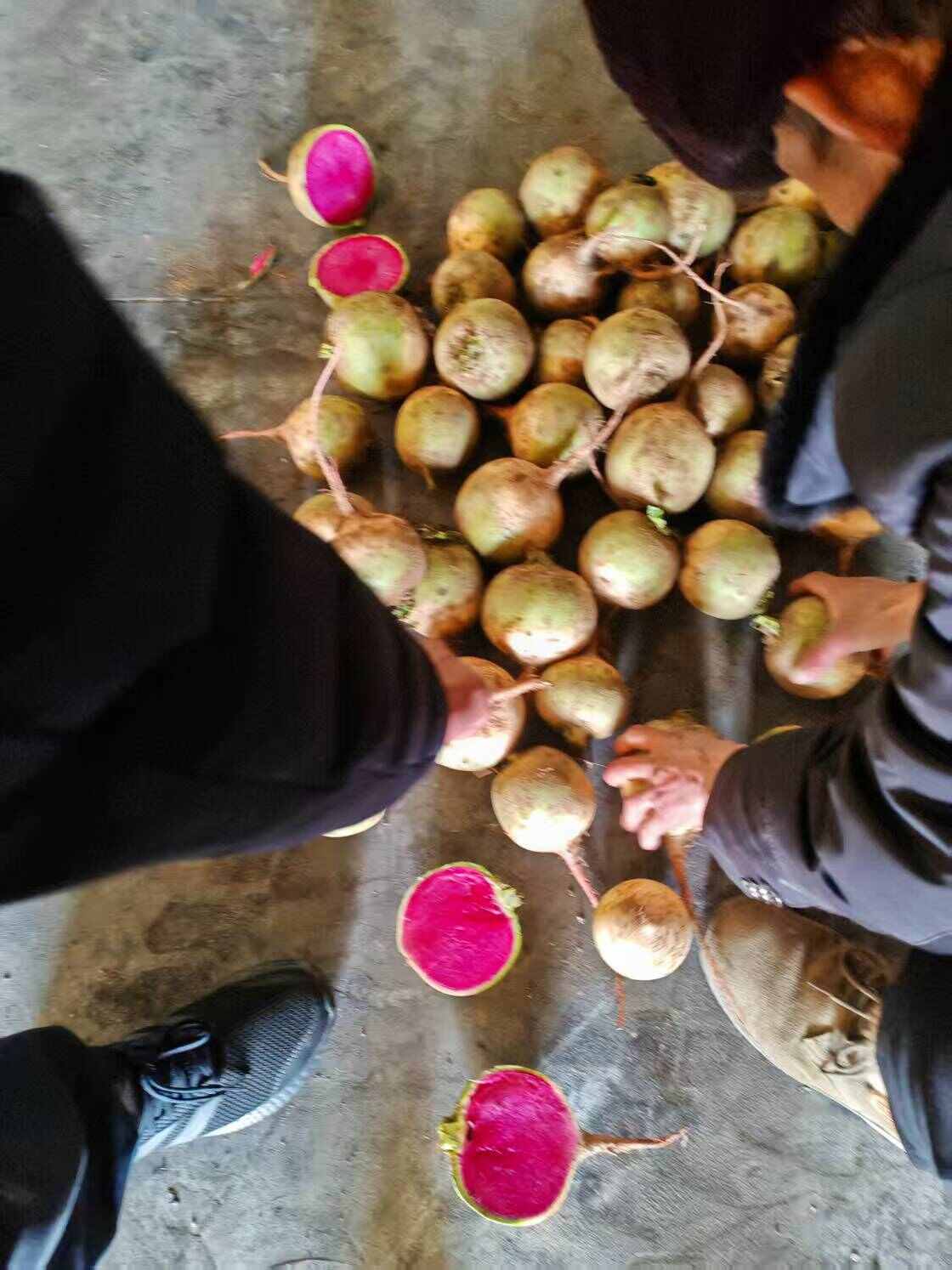 心里美萝卜大量供应