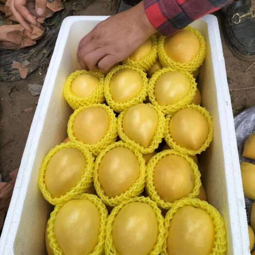 冠县大量专业代发中油油桃，产地直销，中油大棚油桃套袋黄金油桃
