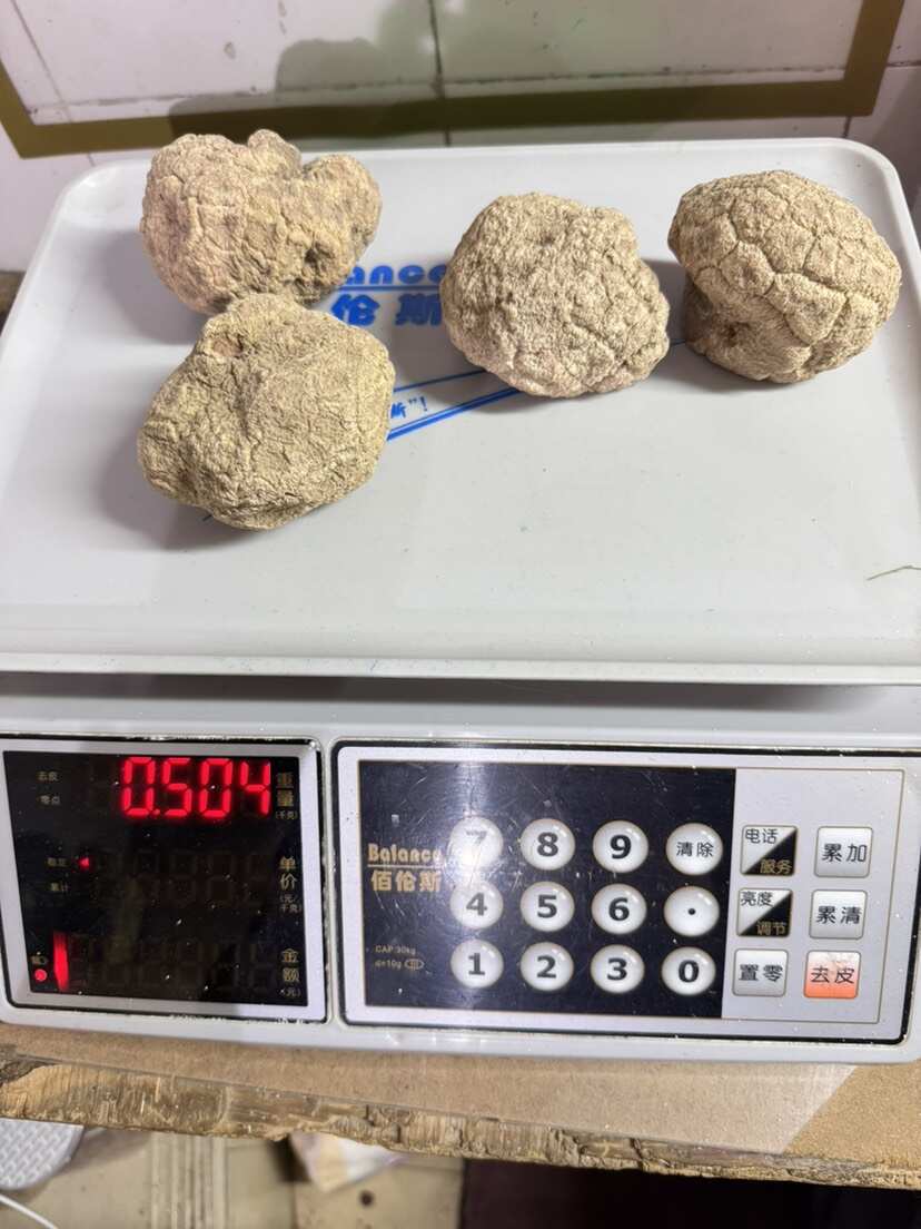 广州虎乳菌  整个6-8头  大量批发  整个无切