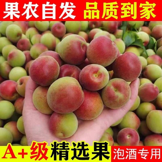 胭脂红梅新鲜现摘高山青梅果大果泡酒专用诏安生酸脆梅子5斤装