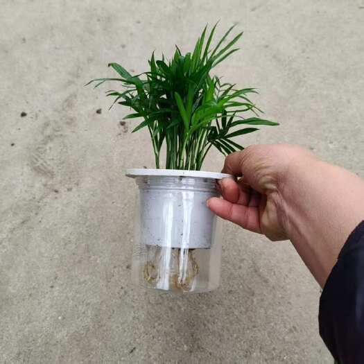 广州【小森林】袖珍椰子盆栽办公室内桌面好养耐阴植物四季常青小绿植