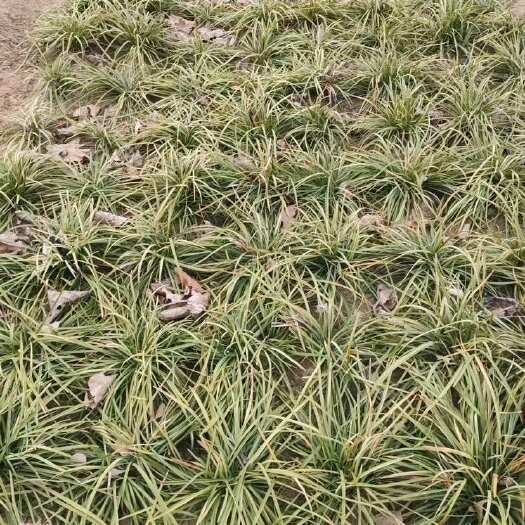 清丰县麦冬苗