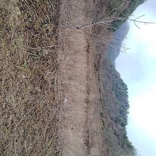 康县药材种植基地出租
