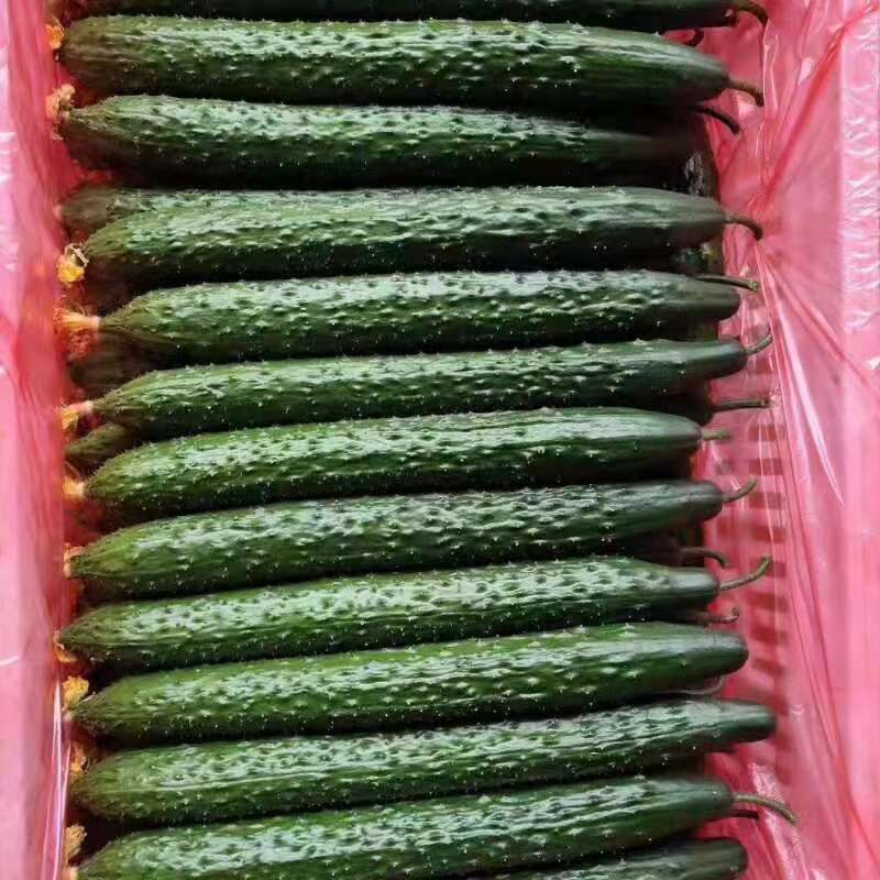 新鲜密刺黄瓜，大量供应，价格实惠，欢迎进店咨询采购！