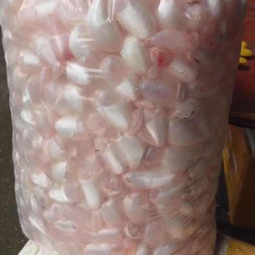 江门草鱼鱼泡