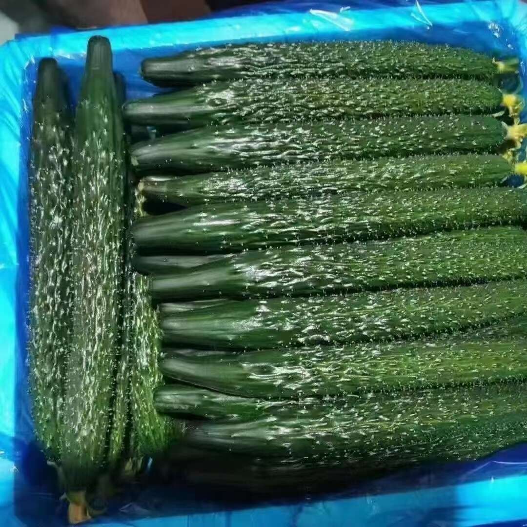 新鲜密刺黄瓜，大量供应，价格实惠，欢迎进店咨询采购！