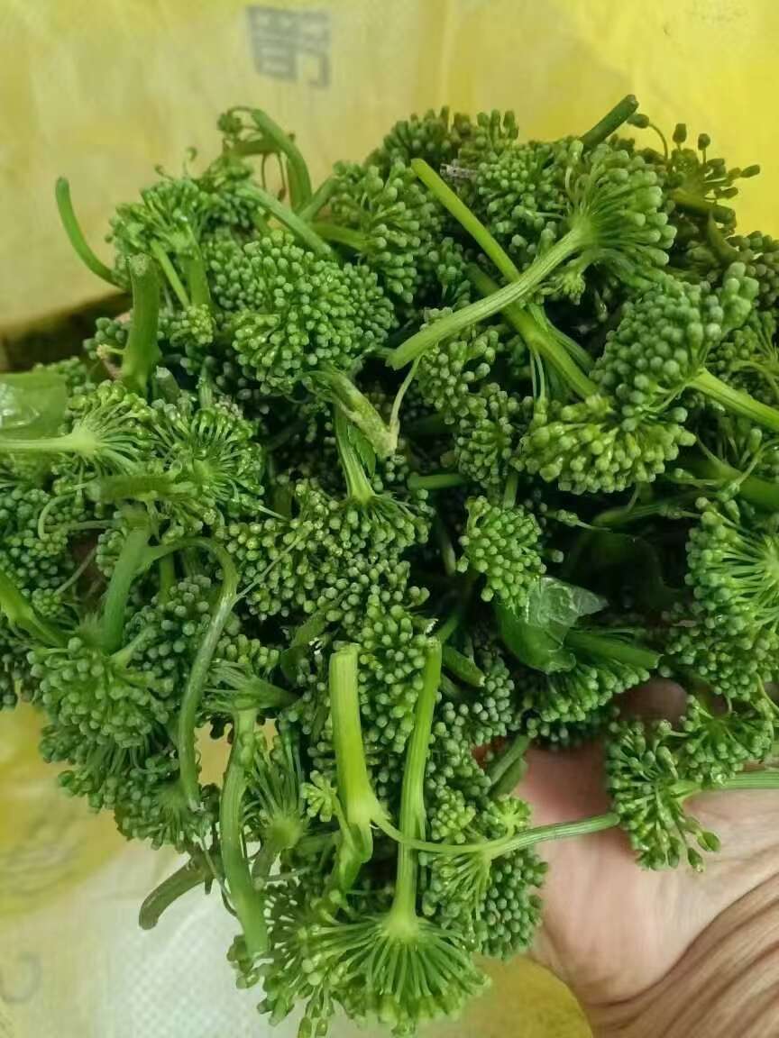 人参花，人参的花蕾，营养成分不减量！长白山人参花茶饮