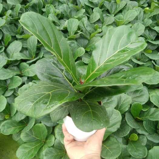广州琴叶榕室内绿植四季易活植物办公室净化空气小盆栽桌面花卉
