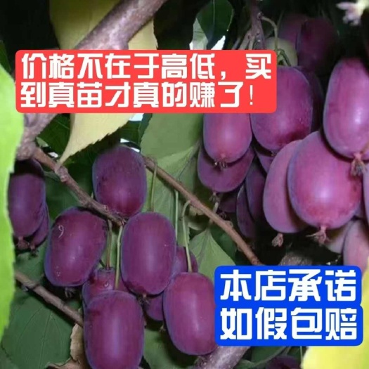 靖州县软枣猕猴桃苗树自花授粉盆栽地栽当年结果带果果树果苗南北方
