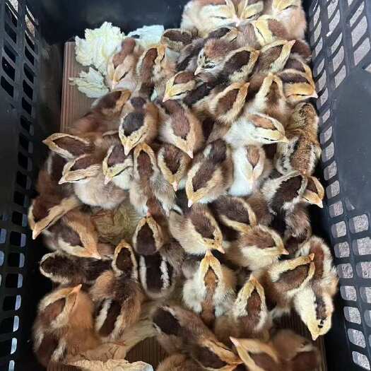 南宁批发优质K9鸡九斤红鸡苗等快大882红玉鸡大脚鸡901大种肉