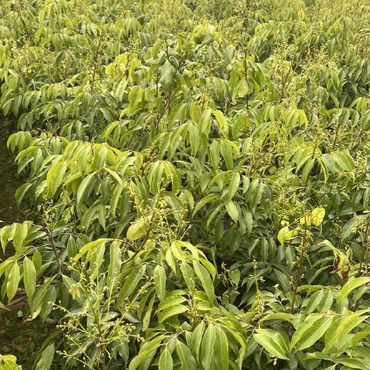 灵山县荔枝树苗0.8-1.2粗各品种均有