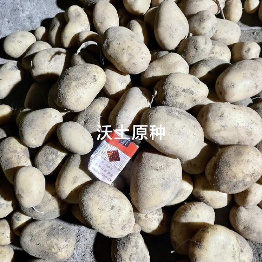 张北县土豆种薯，原种，226，大西洋，沃土，希生六号等各种土豆原种