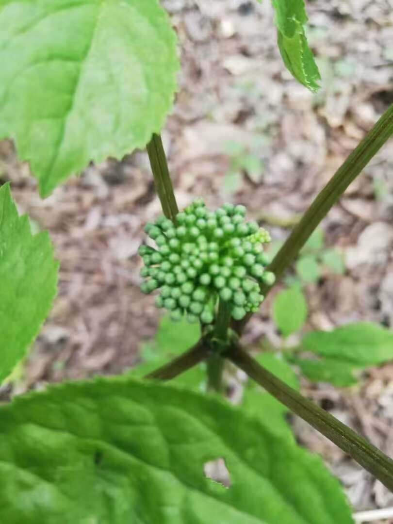 人参花，人参的花蕾，营养成分不减量！长白山人参花茶饮