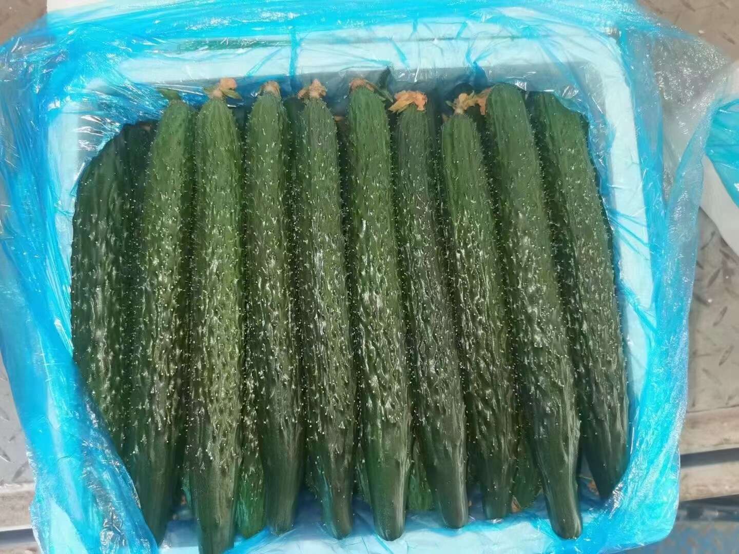 新鲜密刺黄瓜，大量供应，价格实惠，欢迎进店咨询采购！