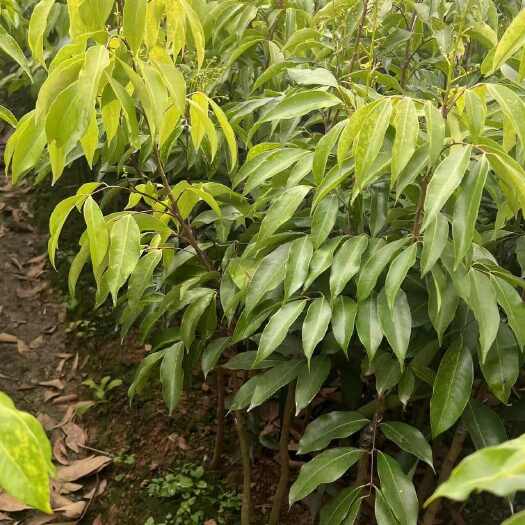 灵山县荔枝树苗