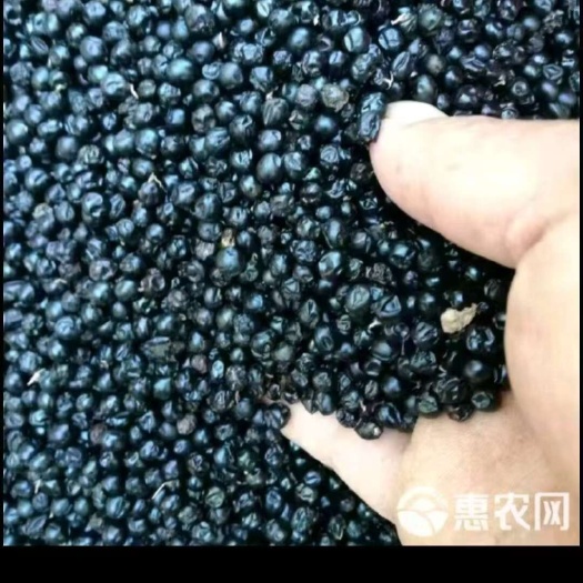南召县射干种子批发出芽率高好管理收入高管回收
