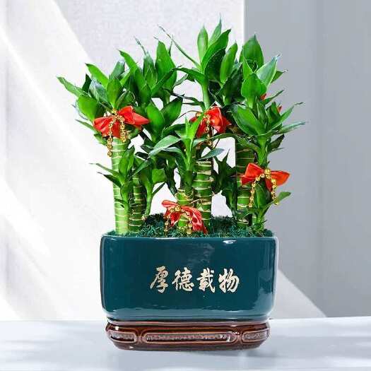 广州节节高富贵竹塔四季开业水培养旺宅客厅室内绿植转运招财结婚乔迁