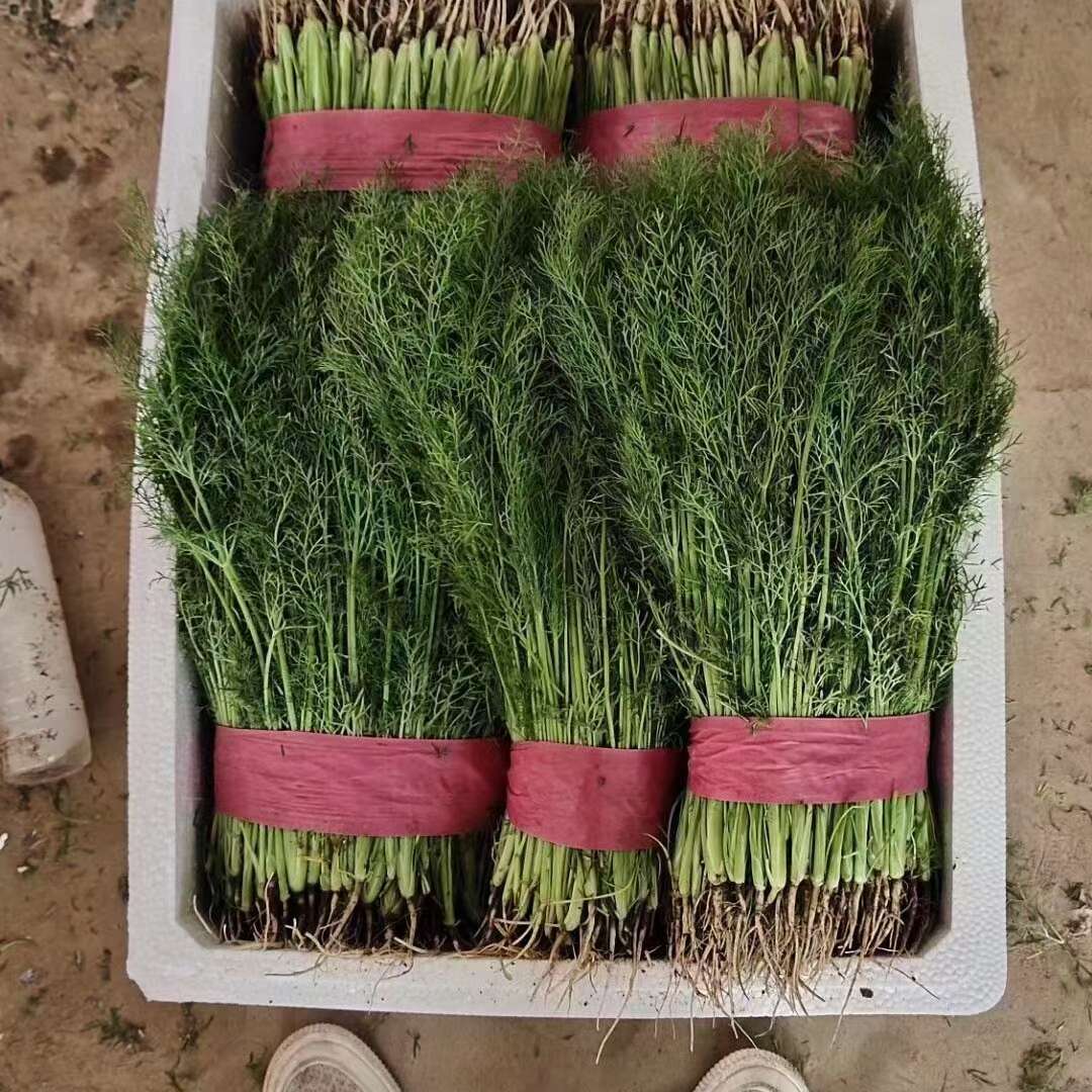 优质茴香，大量供应，价格实惠，欢迎进店咨询采购！