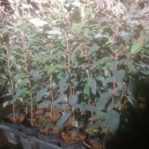 象州县桉树苗，大杯苗