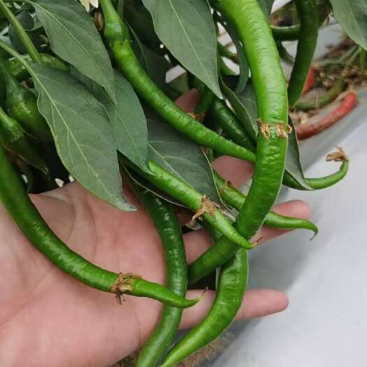 博白县一线辣椒产品，多品种