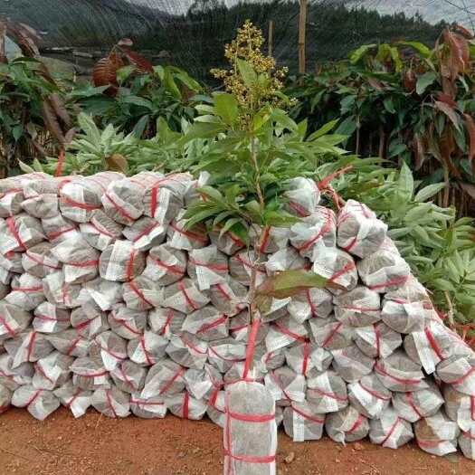 灵山县荔枝树苗桂味荔枝苗仙进奉无核荔枝嫁接苗带土叶带花盆栽地栽果树