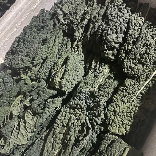 深圳羽衣甘蓝盆栽 苗木花草 火锅品