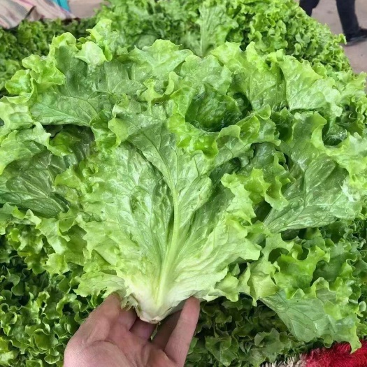 大叶生菜，大量供应，一手货源，欢迎广大客商进店咨询采购！