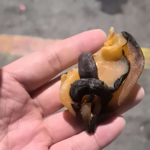 广州干货响螺嘴 纯自然晾晒 剂