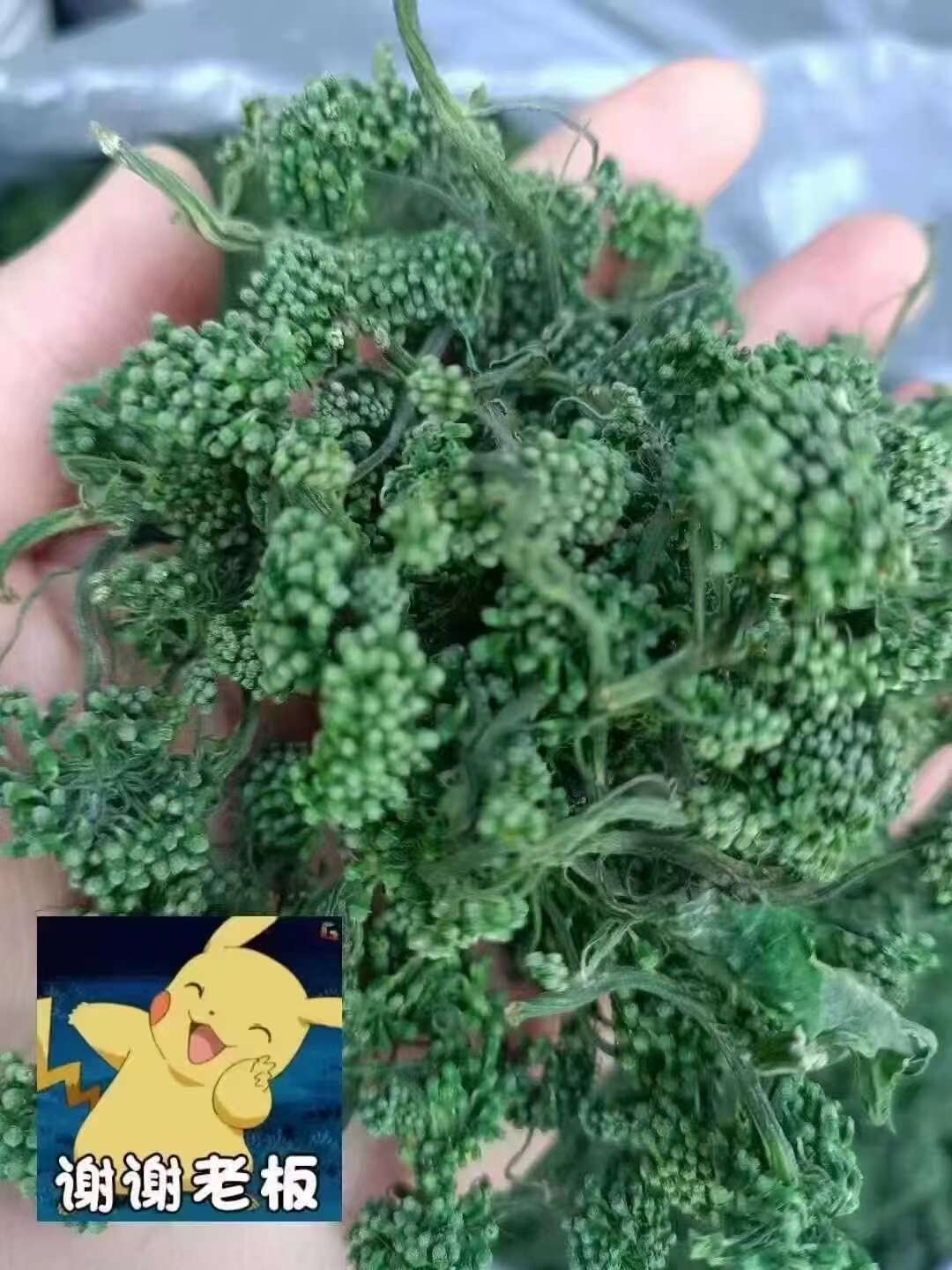 人参花，人参的花蕾，营养成分不减量！长白山人参花茶饮