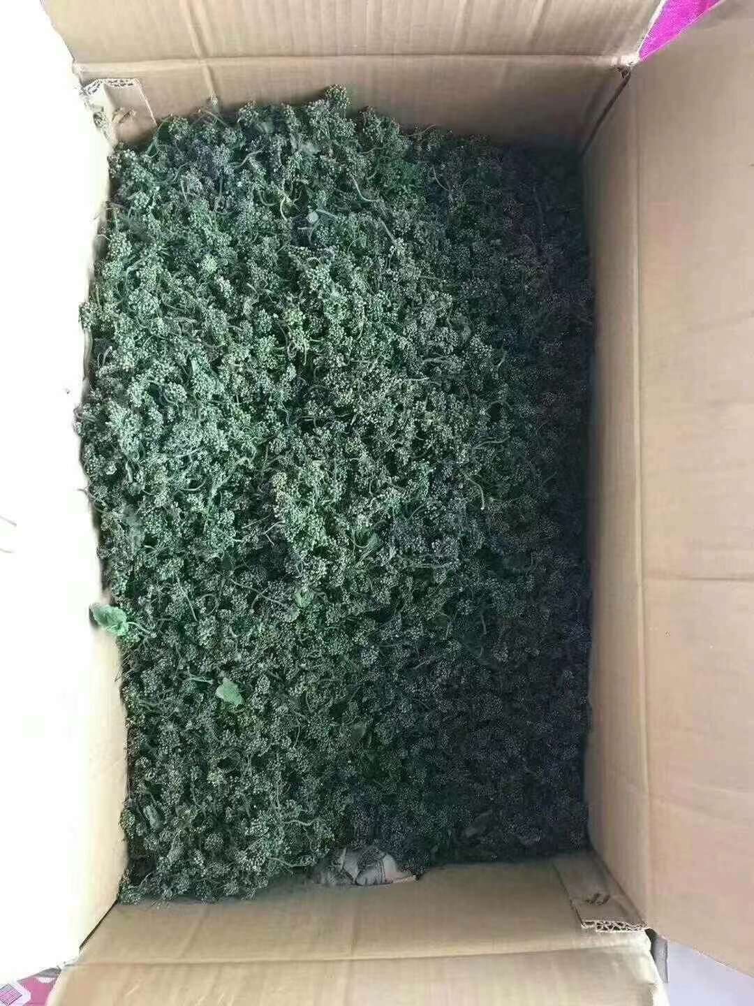 人参花，人参的花蕾，营养成分不减量！长白山人参花茶饮