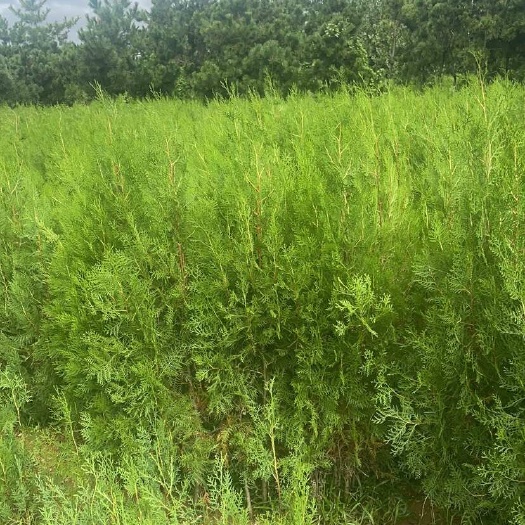 莒南县山东临沂莒南县产地直销 优质侧柏苗 适用于园林工程造林绿化