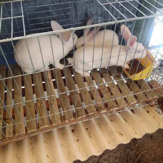 钦州钦州生态肉兔，鲜嫩美味