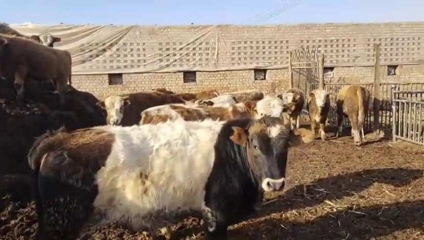 【艾丁湖镇阿勒泰活牛】优质饲料育肥 健康强壮客商自提
