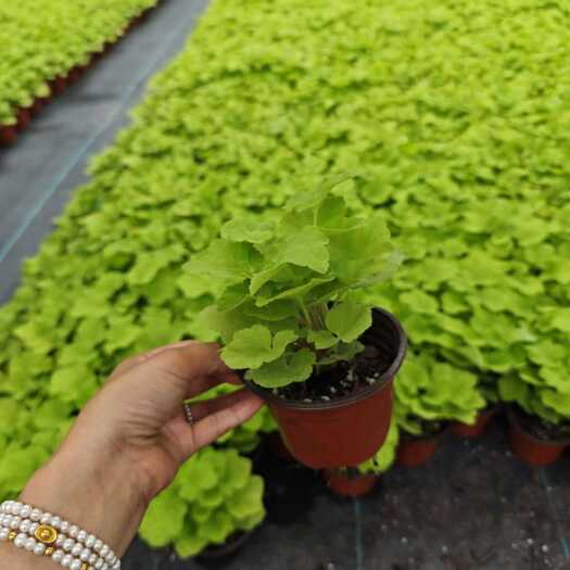 青州市矾根杯苗种植 彩叶矾根耐寒植物 产地栽培种