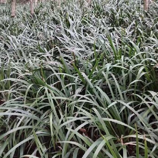 奉节石菖蒲种苗