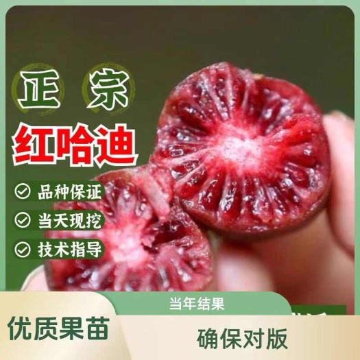 靖州县软枣猕猴桃苗树自花授粉盆栽地栽当年结果带果果树果苗丁社长
