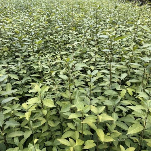 溆浦县木姜叶柯苗多穗石柯苗甜茶苗树上虫草